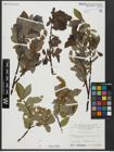 Foto von Salix hastata L.